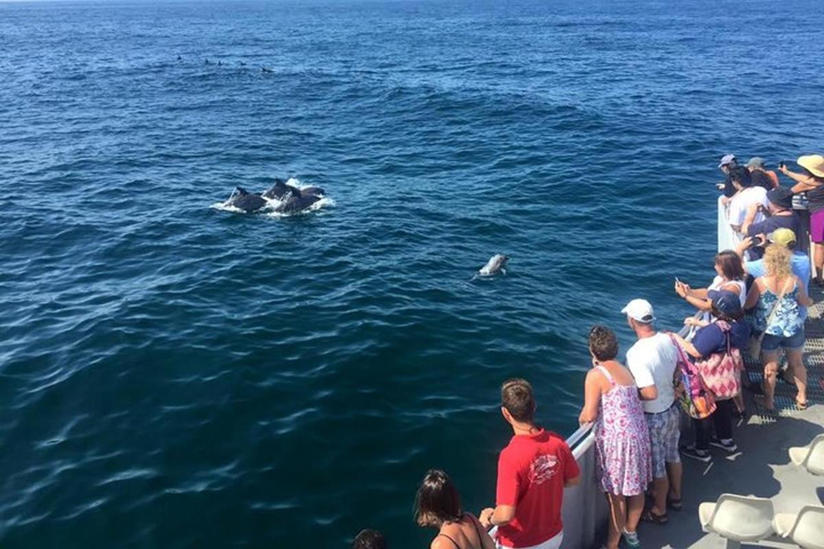 a group of people watching a whale in the water