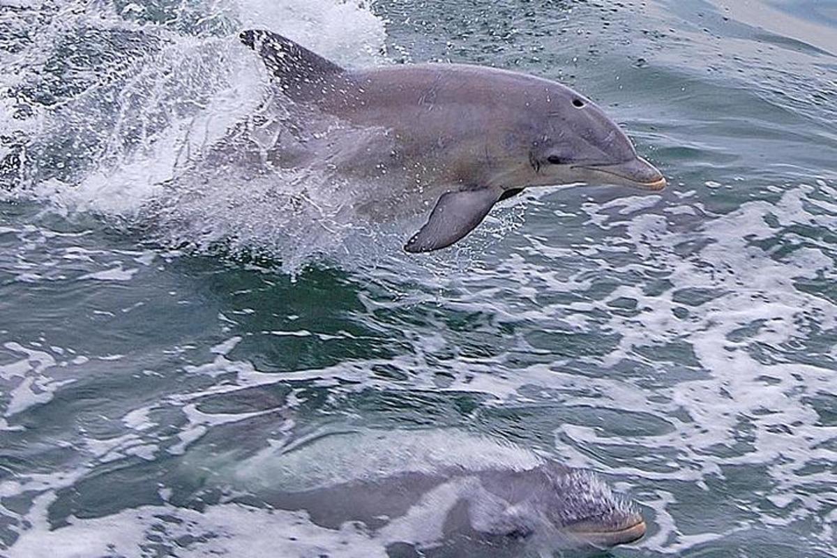 a dolphin is running in the water