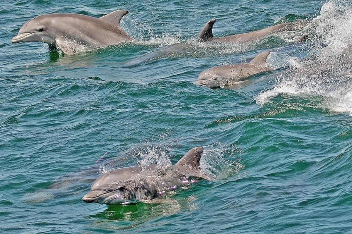 un gruppo di delfini che nuotano nell'acqua