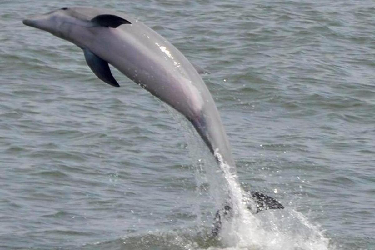 a dolphin is jumping out of the water