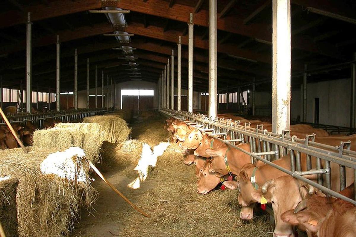 um grupo de vacas em um celeiro comendo feno