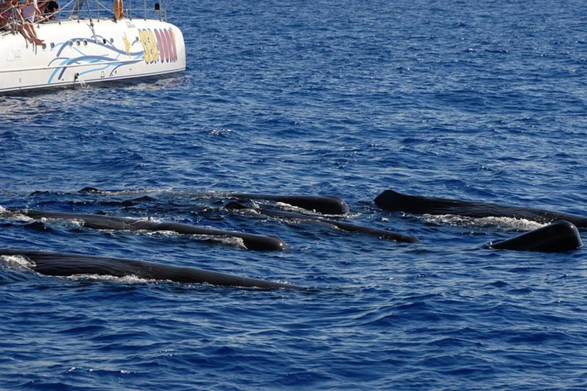 a group of whales in the water next to a boat