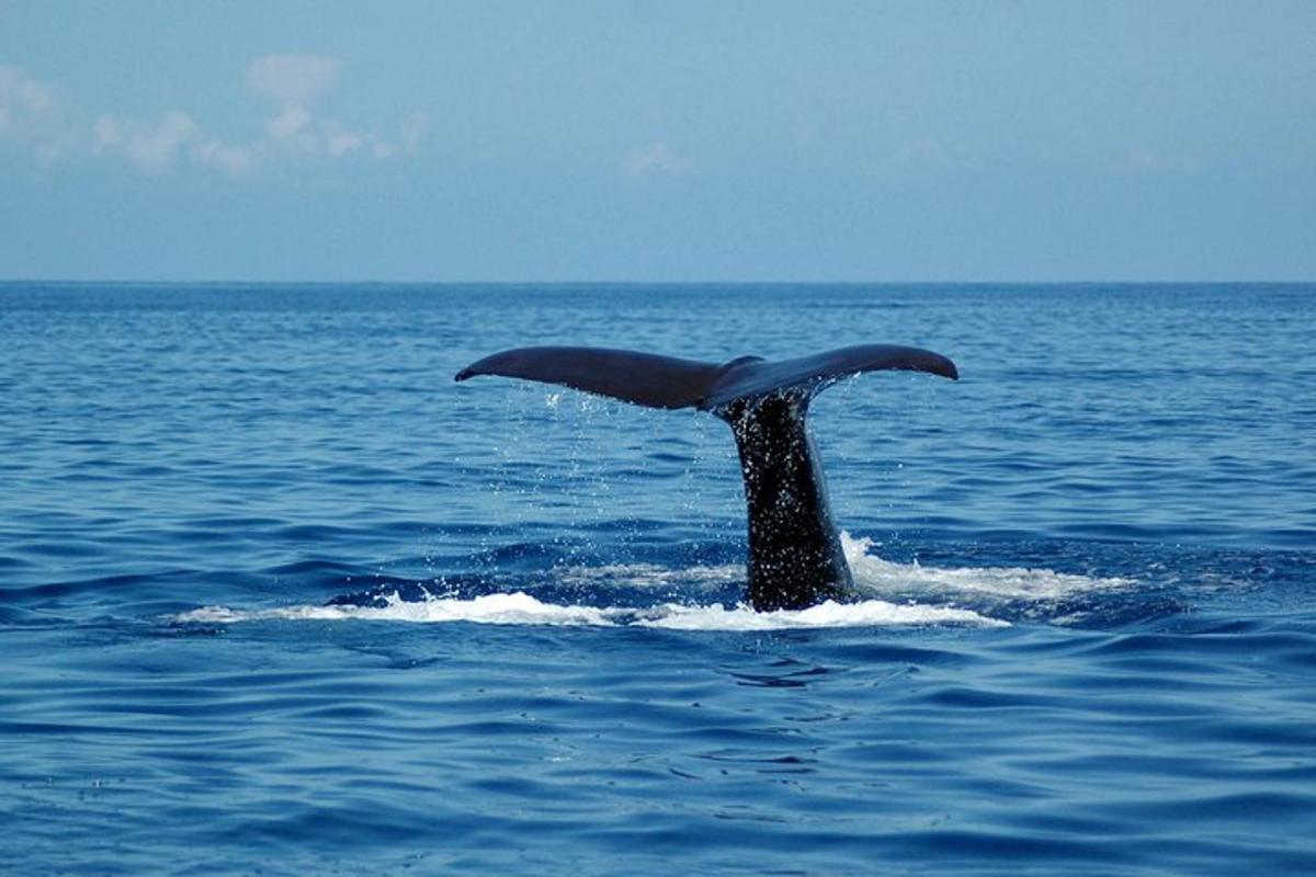 a tail of a whale in the ocean