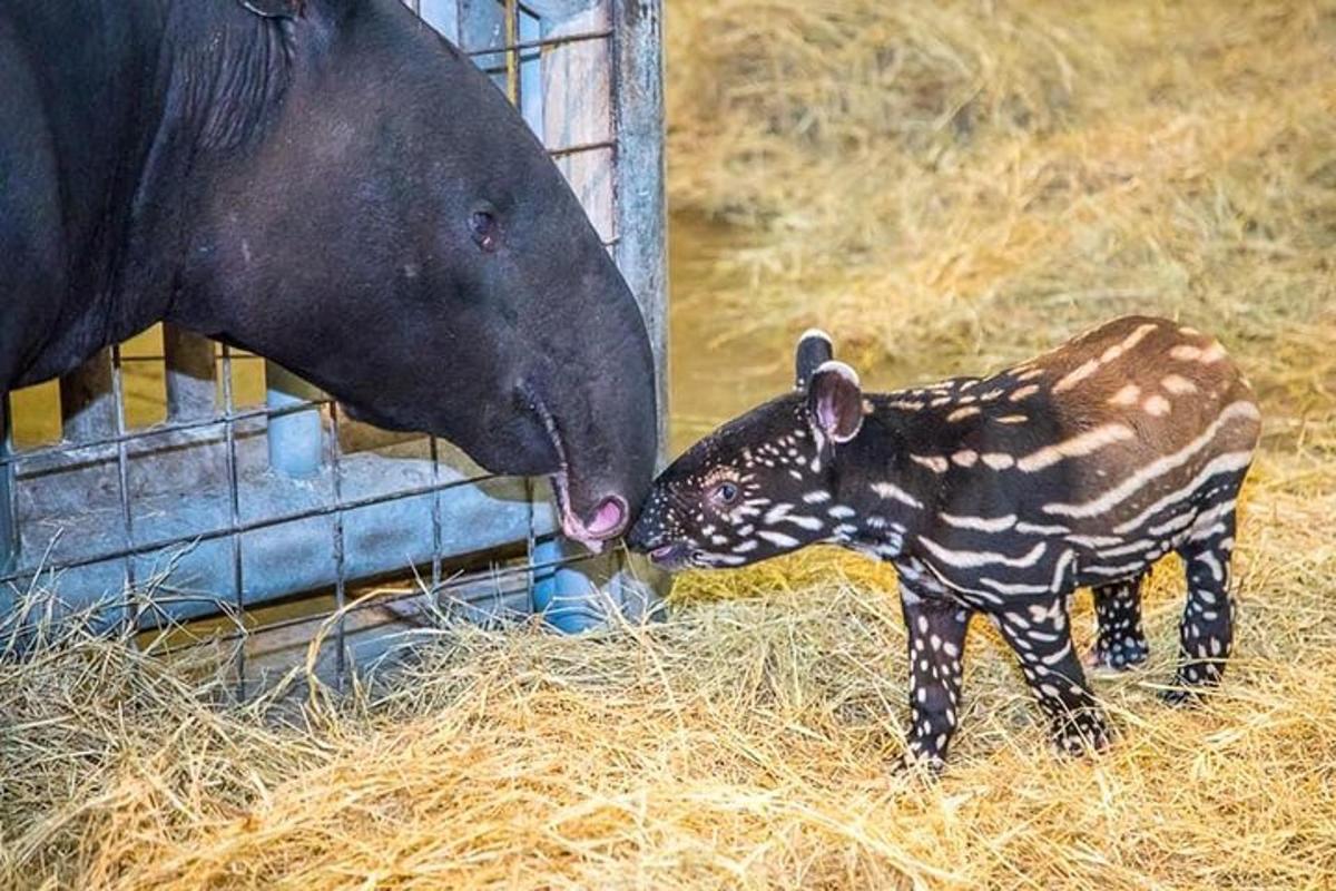 a horse and a baby zebra eating hay