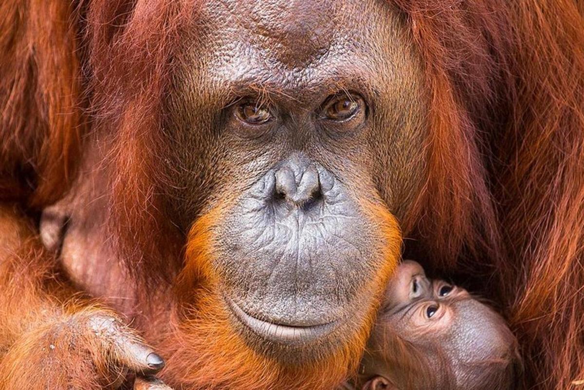 orangutan z dzieckiem na rękach
