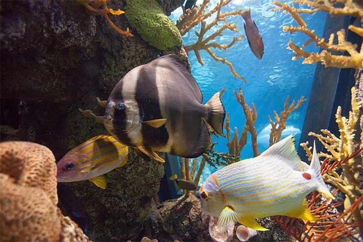 a group of fish swimming in an aquarium