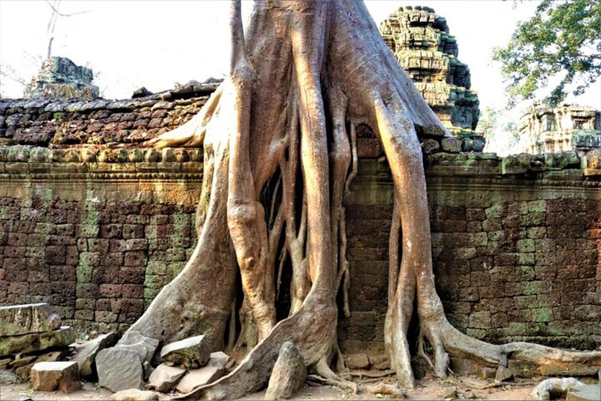 un mucchio di radici di albero sul lato di un edificio