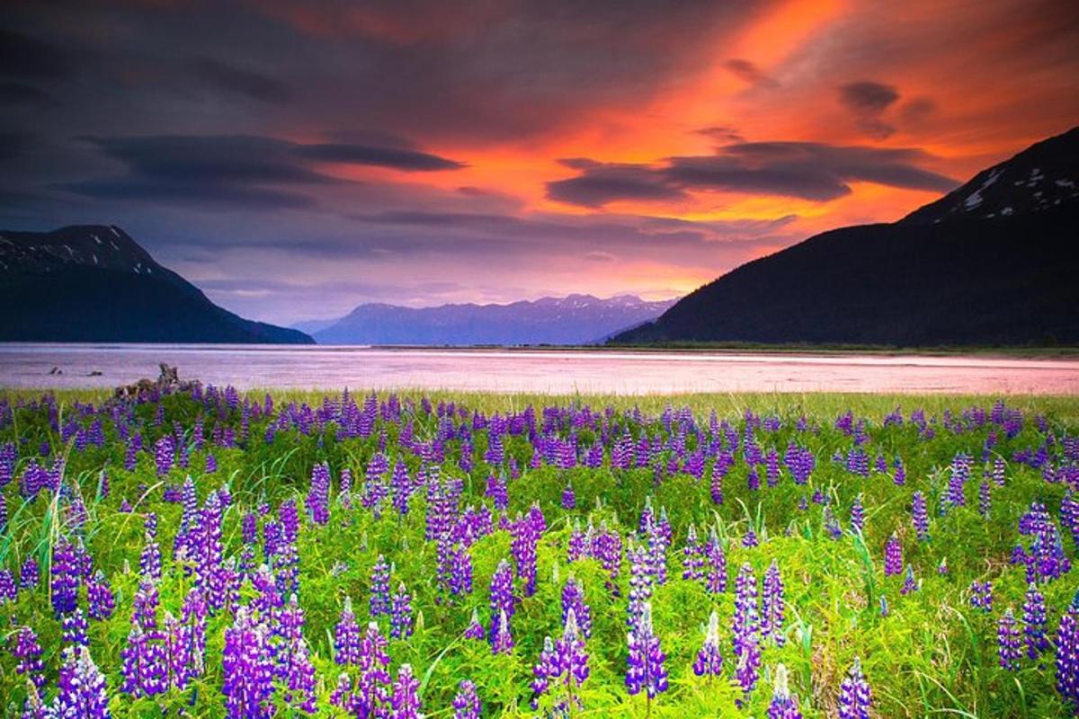 Un campo de flores violetas frente a un cuerpo de agua.