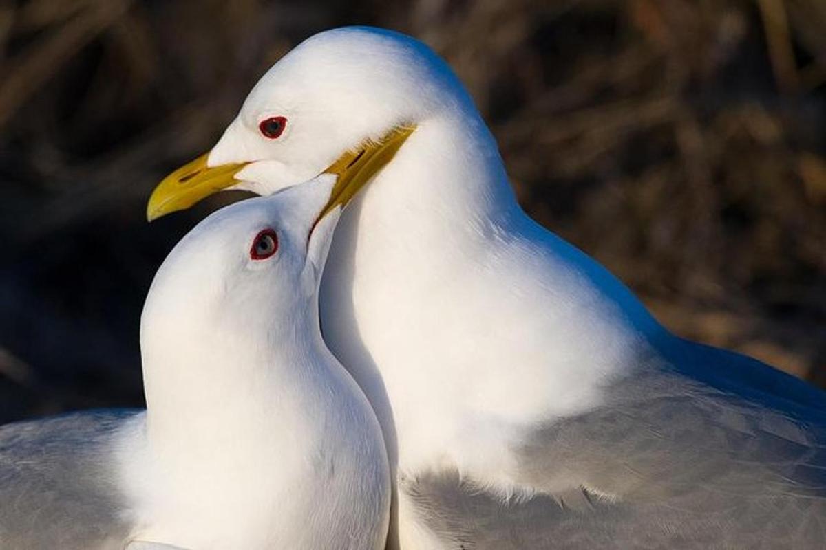 dua ekor burung putih berdiri bersebelahan