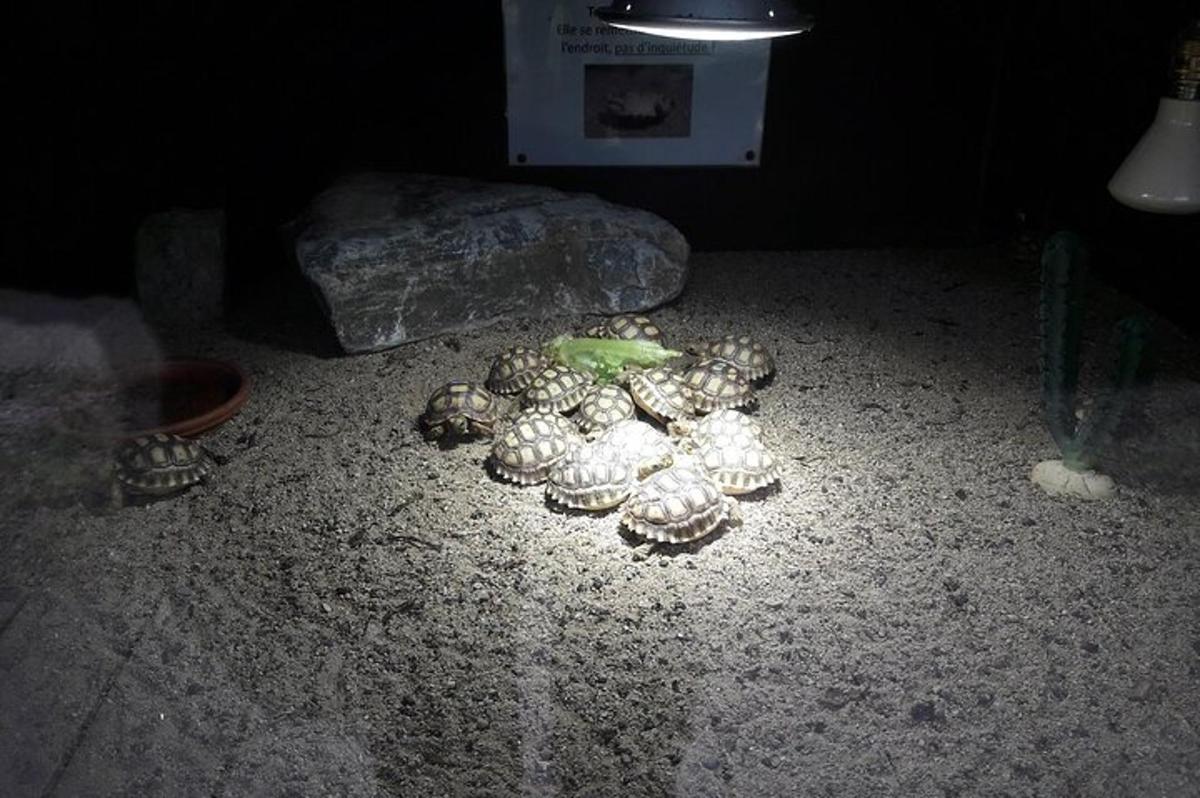 暗い部屋の床に積まれたキノコの山