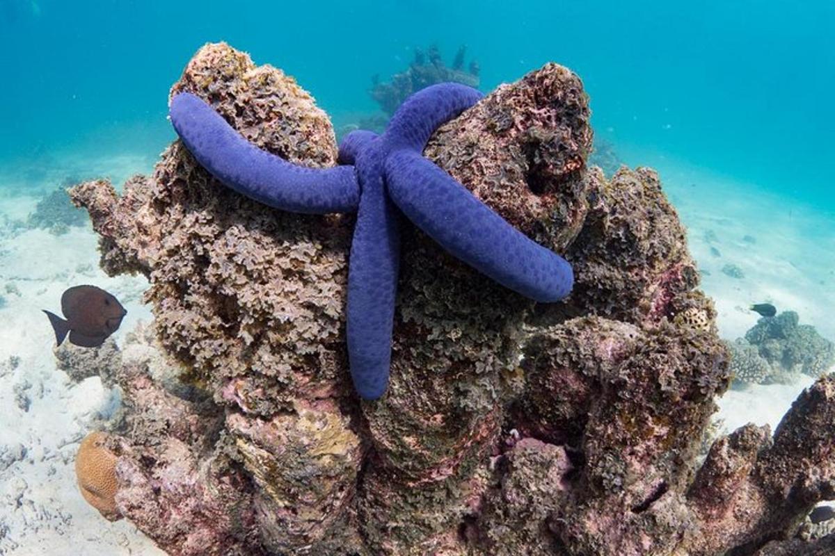 an octopus is sitting on top of a reef