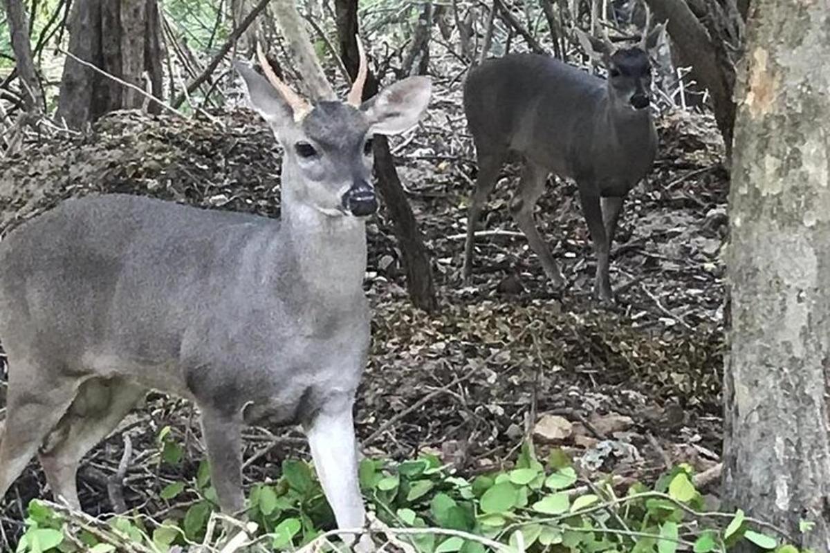 un paio di cervi in piedi nel bosco