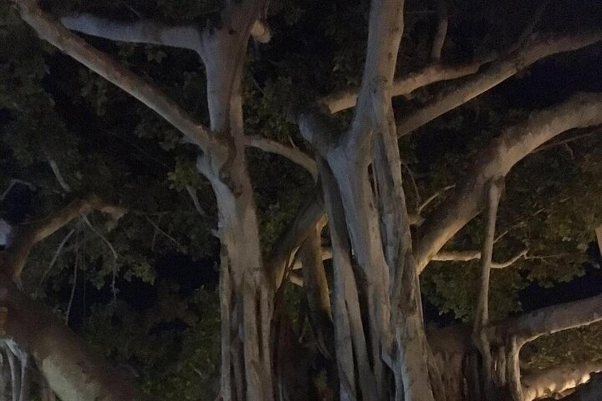 a close up of a tree at night
