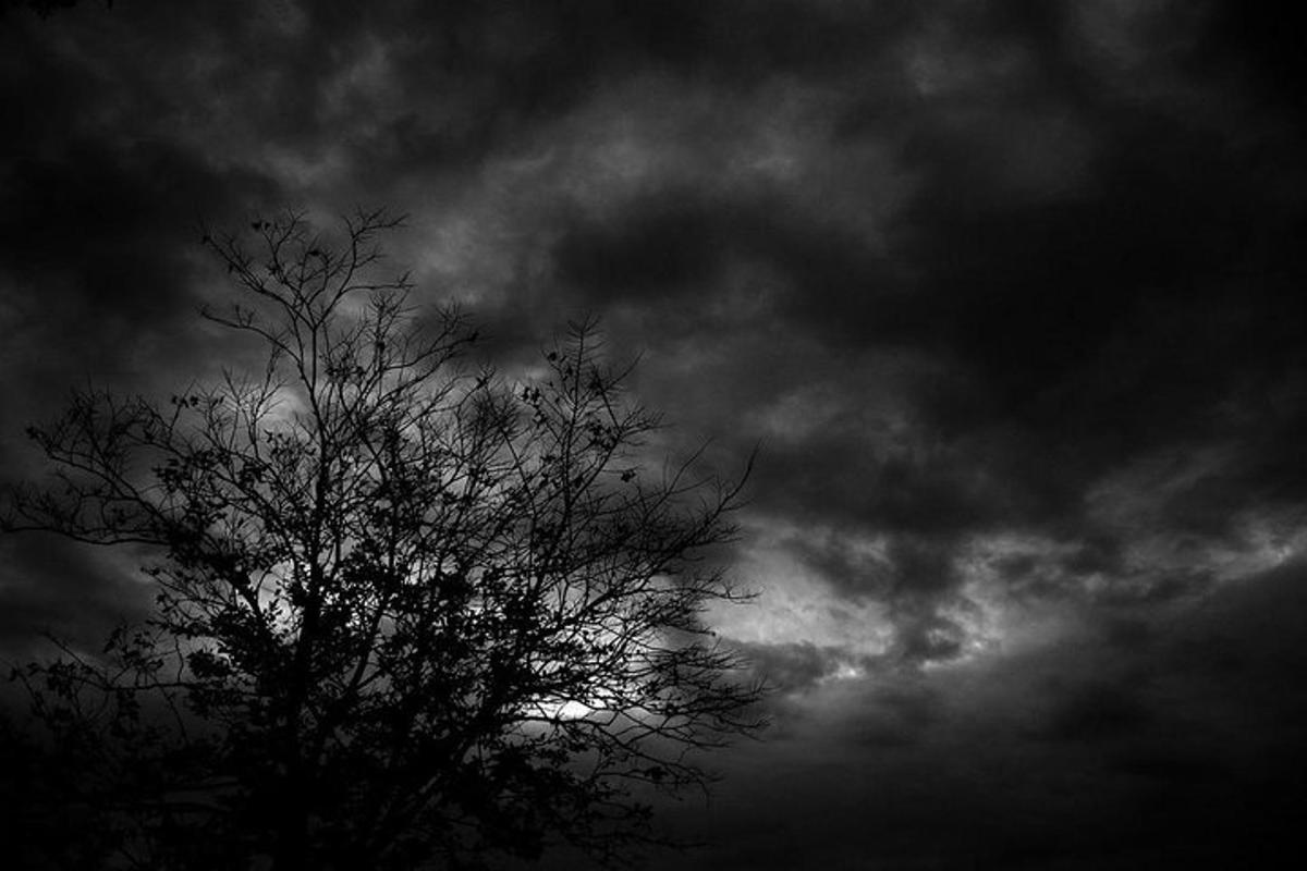 pokok di hadapan langit yang mendung