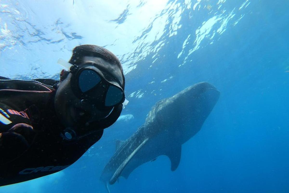 a diver in a gas mask next to a whale shark