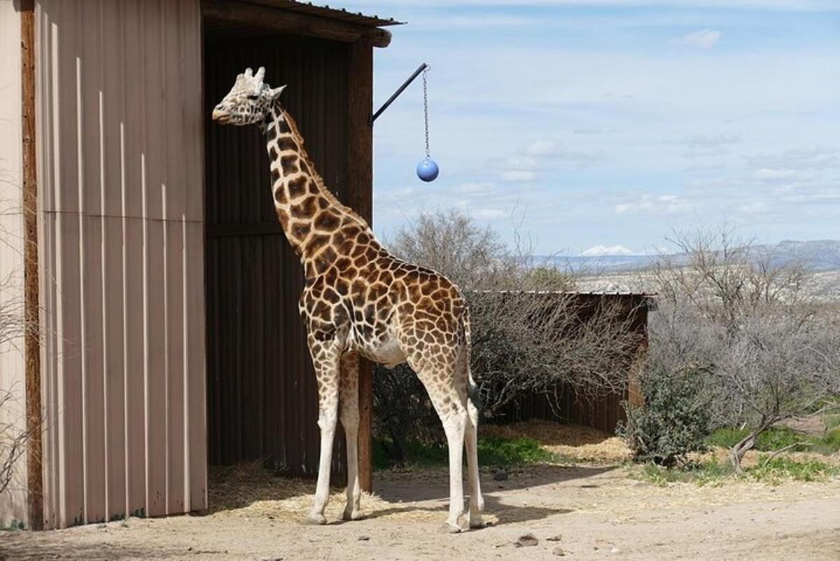 a giraffe standing next to a building with a ball