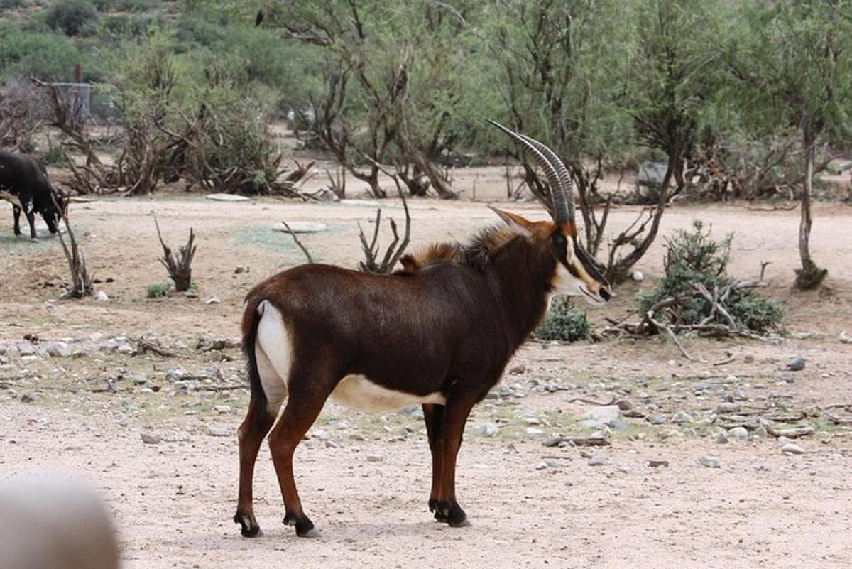 an animal with large horns standing in a field