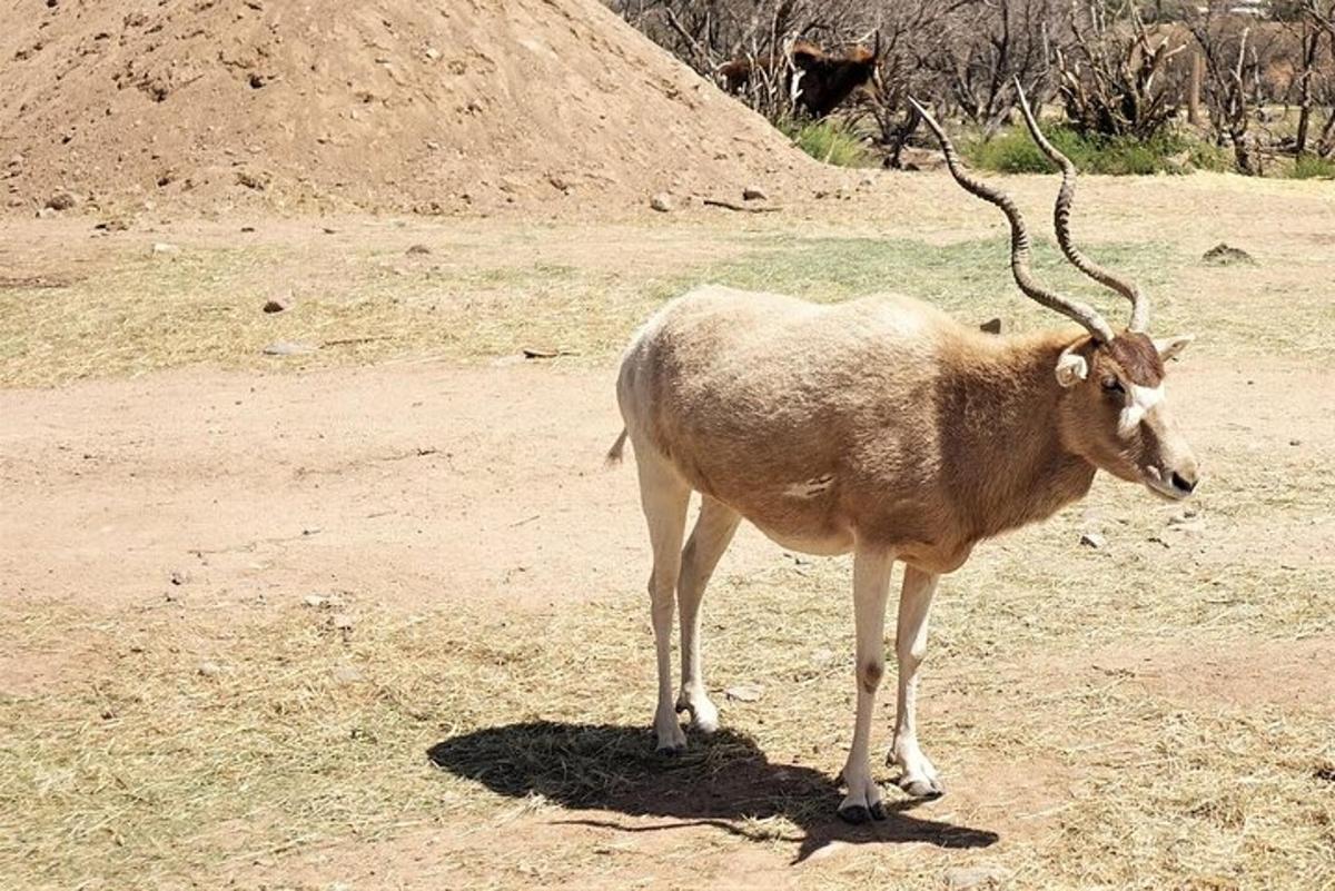 a brown animal with horns standing in a field