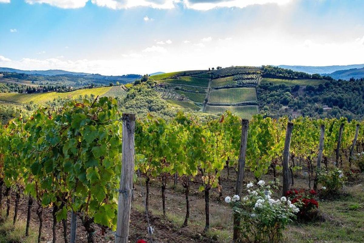 Blick auf einen Weinberg mit einer Weintraube