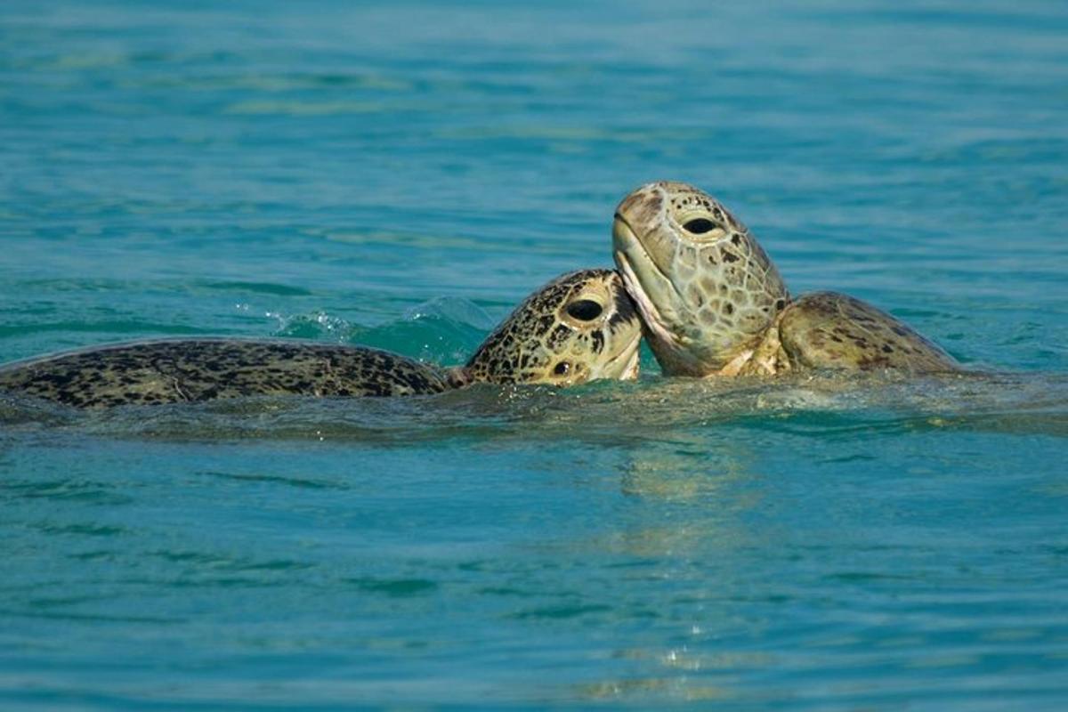 две костенурки плуват във водата