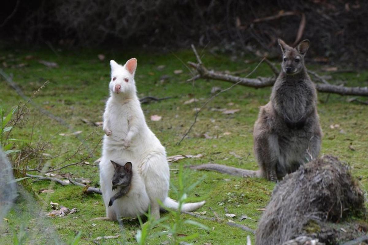 um grupo de três gatos parados na grama