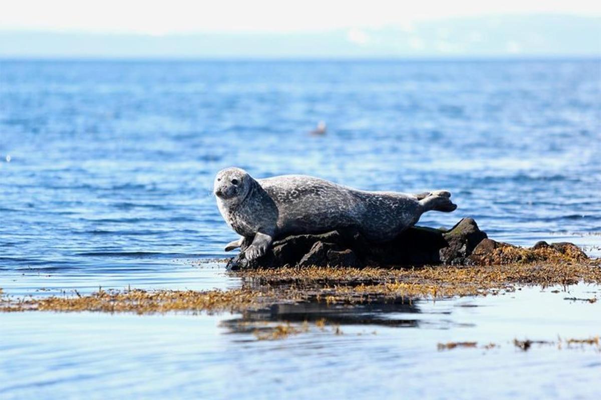 a seal laying on a rock in the water