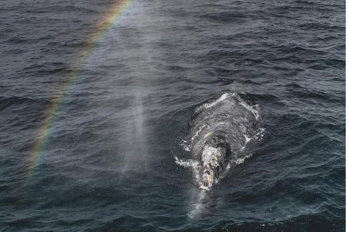 a rainbow in the middle of the water