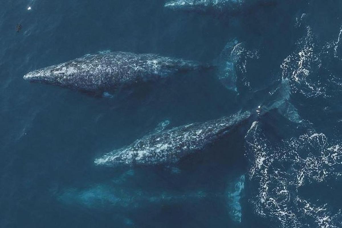 two whales in the water in the ocean