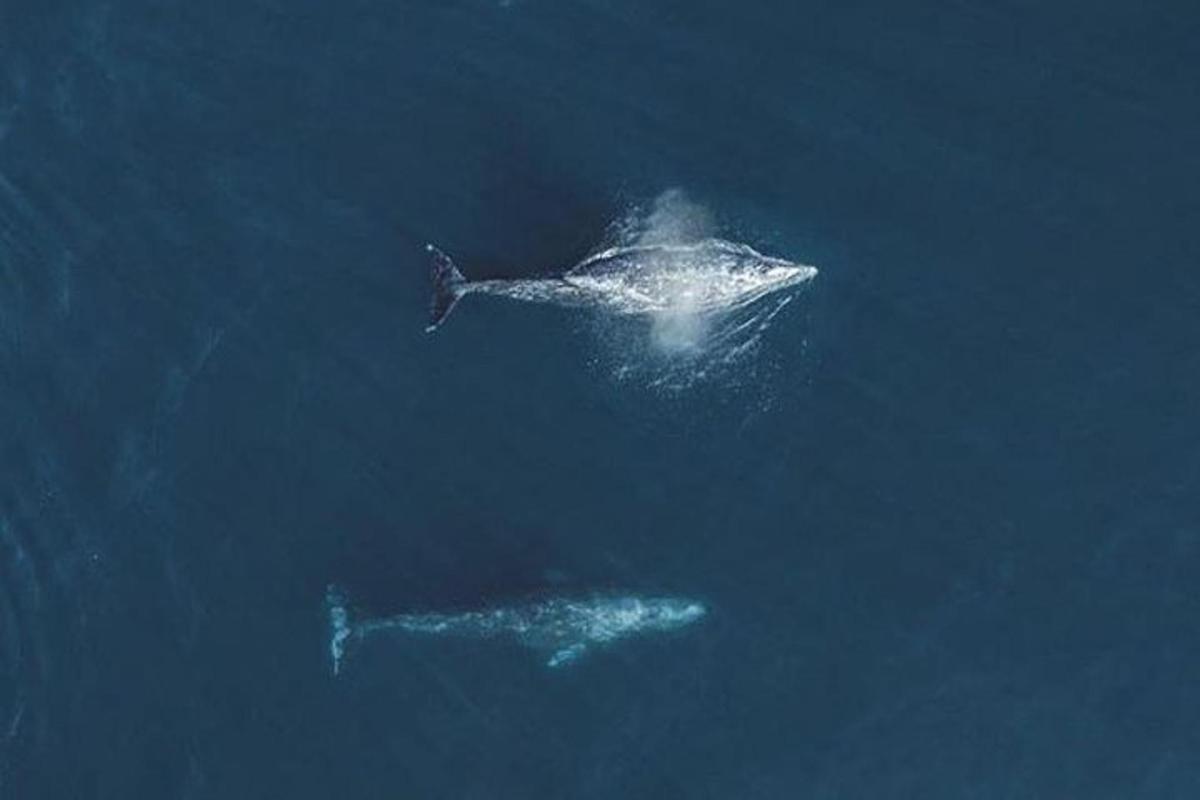 two whales swimming in the water in the ocean