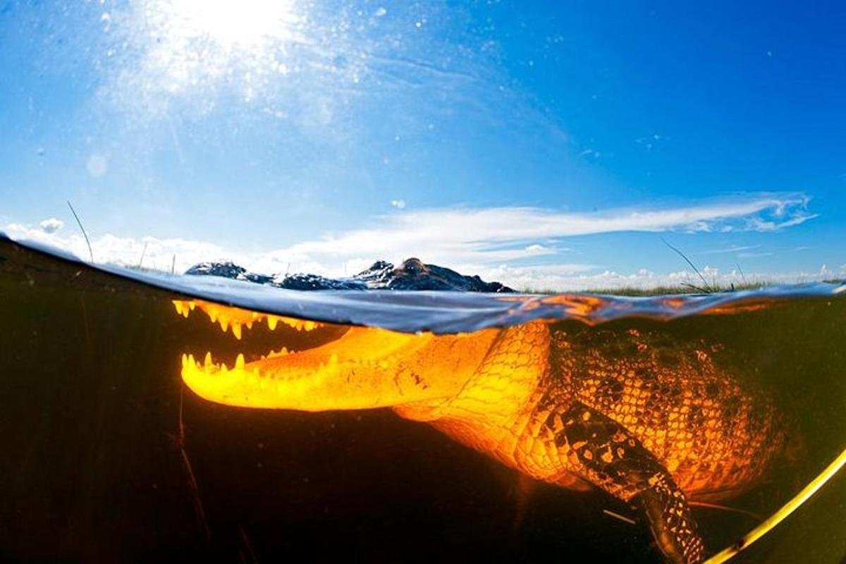 a reflection of a turtle in the water