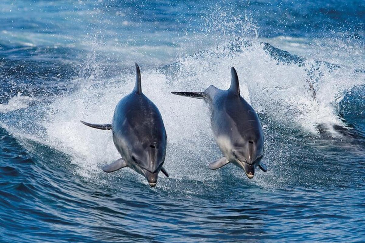 two dolphins are running in the water