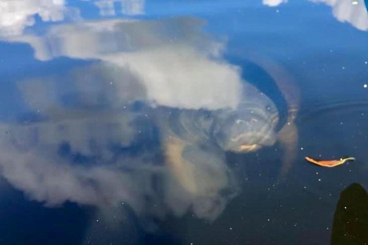 una tartaruga che nuota nell'acqua con una nuvola