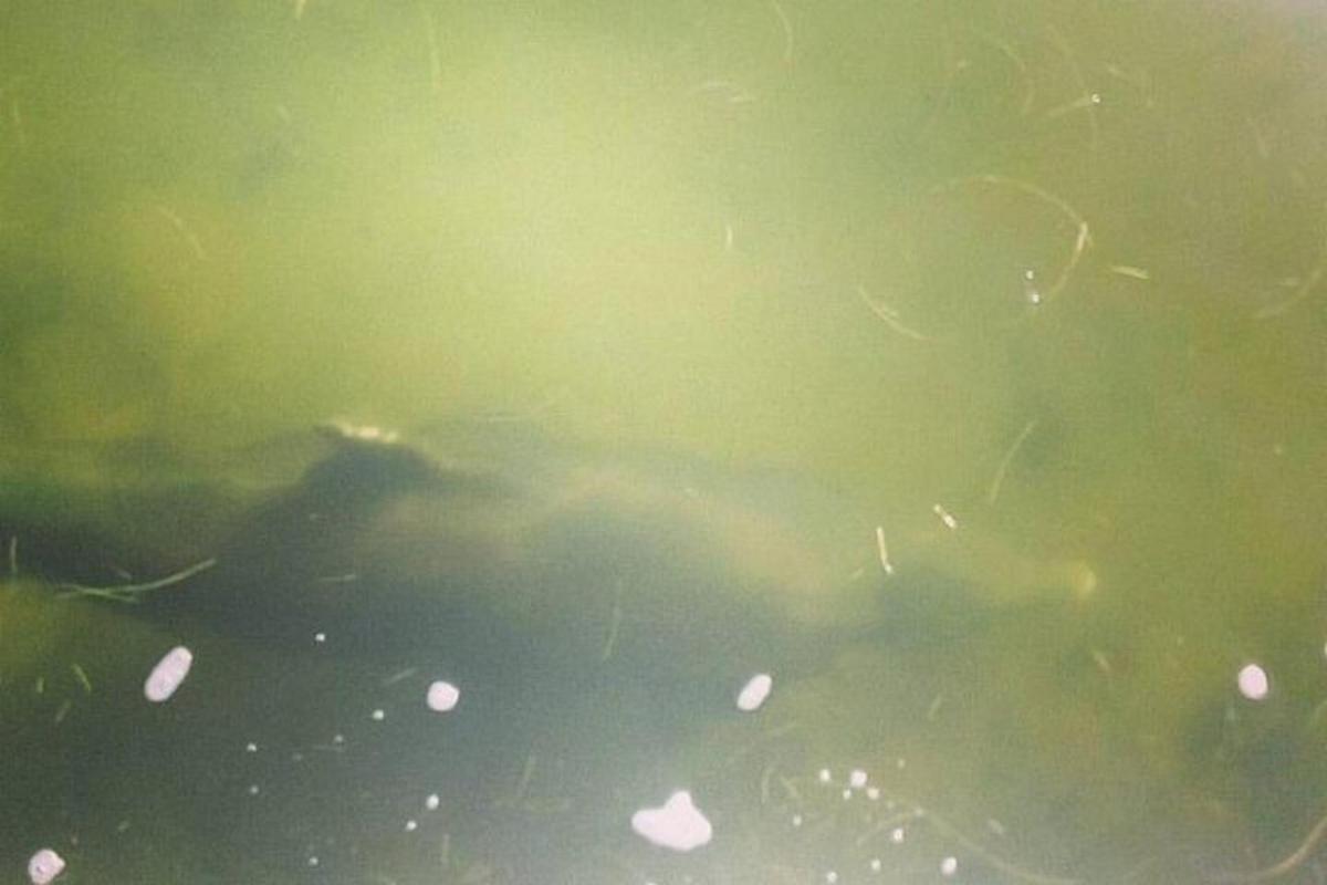 una tartaruga che nuota nell'acqua con gocce di pioggia