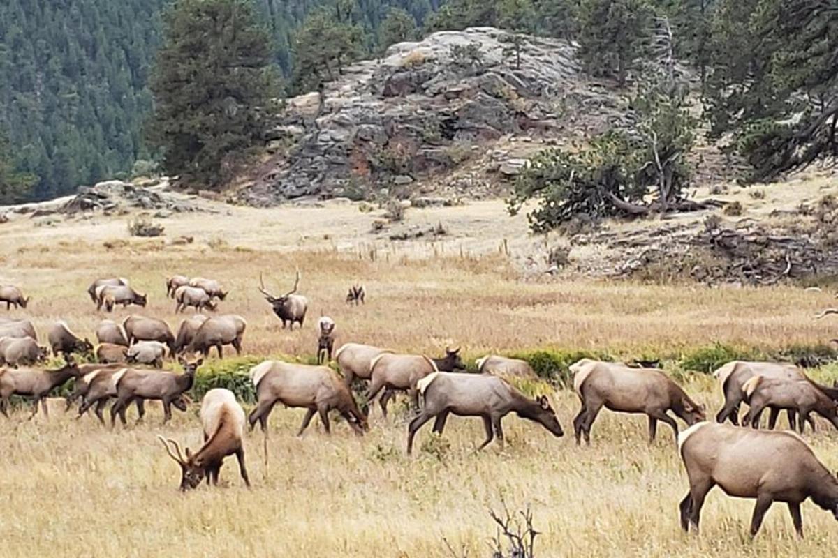 a herd of deer grazing in a field