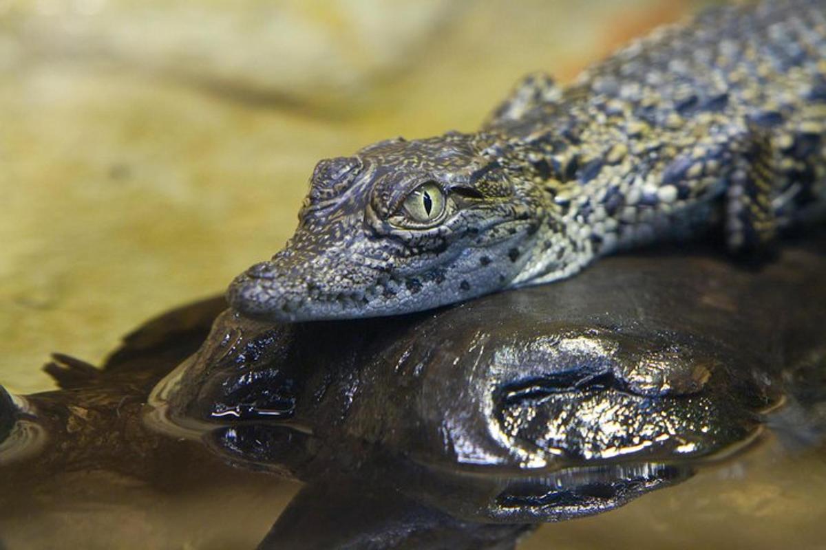 a crocodile is sitting on top of the water