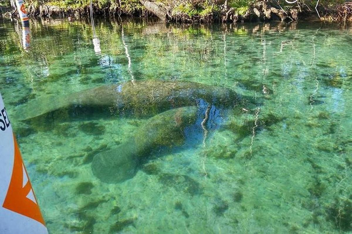 a seal swimming in a body of water