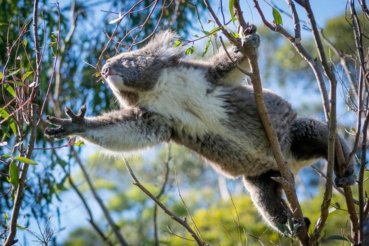 two squirrels are climbing on a tree branch