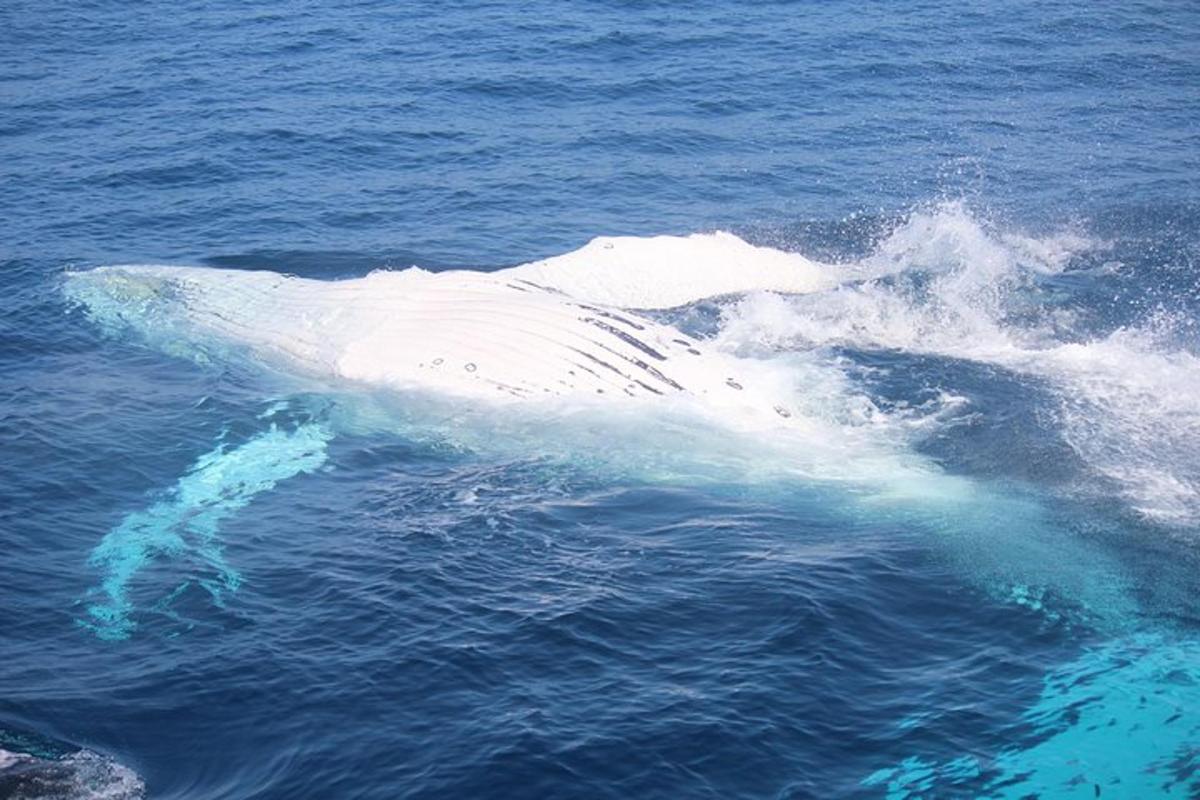 a white whale swimming in the water