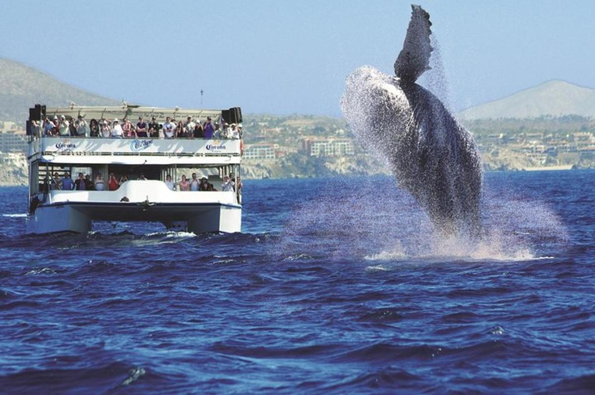 una balena che salta fuori dall'acqua davanti a una barca