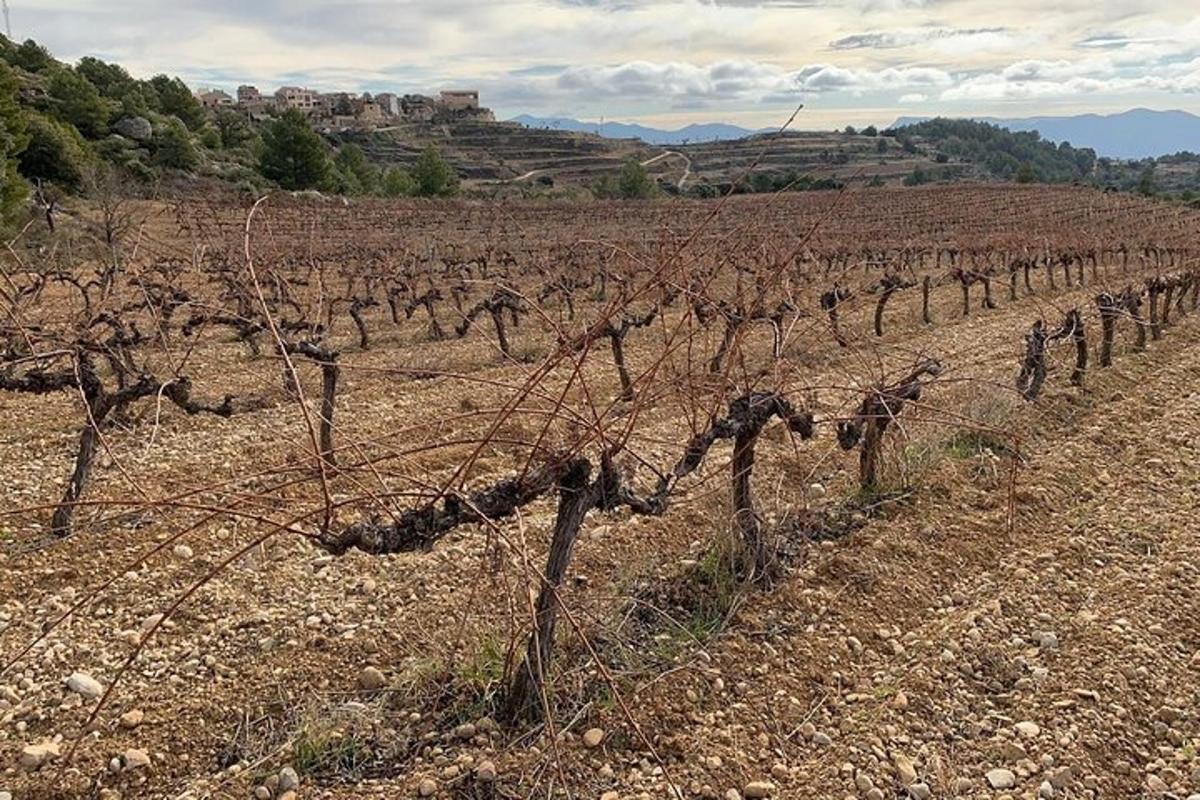 ένας αμπελώνας με ένα σωρό κλήματα σε ένα χωράφι