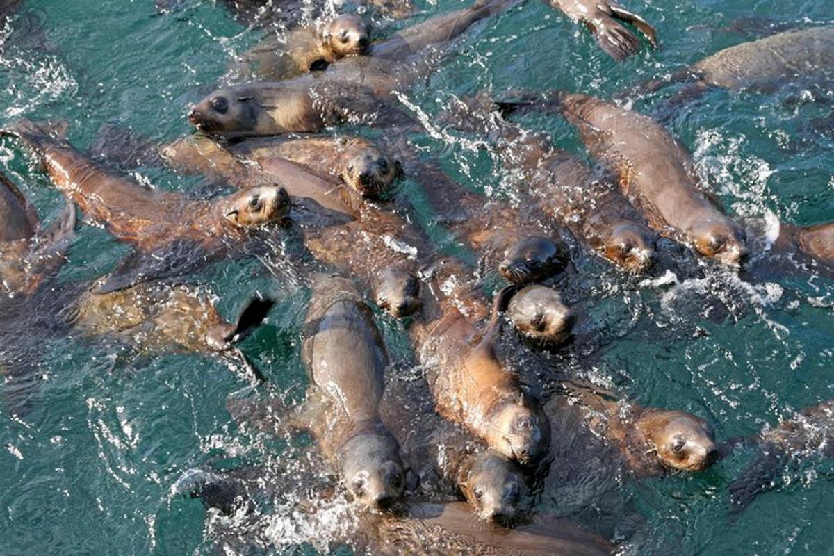 a group of seals swimming in the water