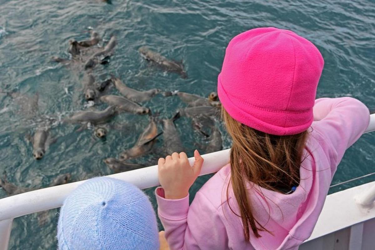a little girl looking at seals in the water