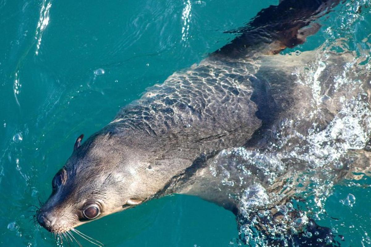a large fish swimming in the water