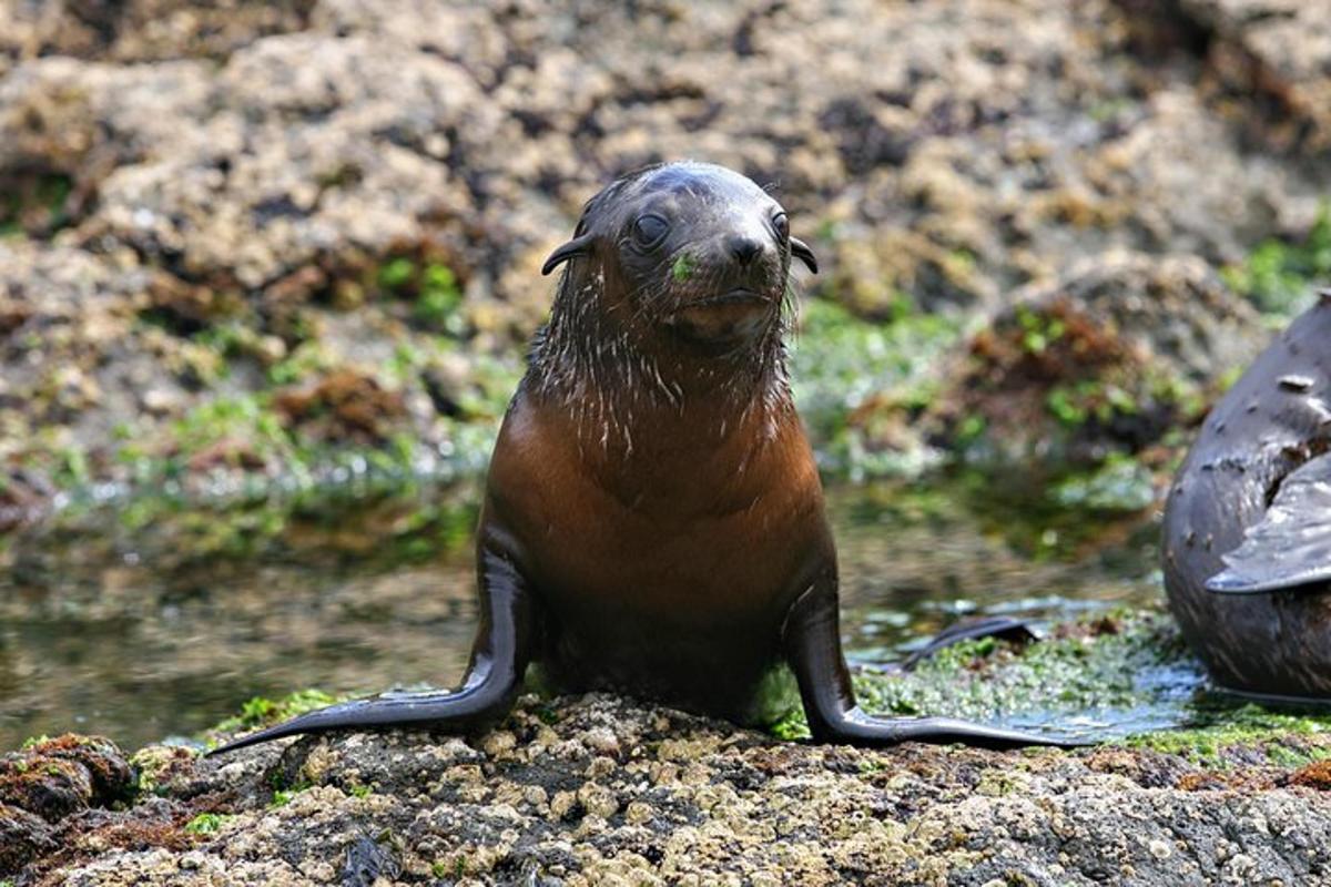 a seal sitting on a rock in the water