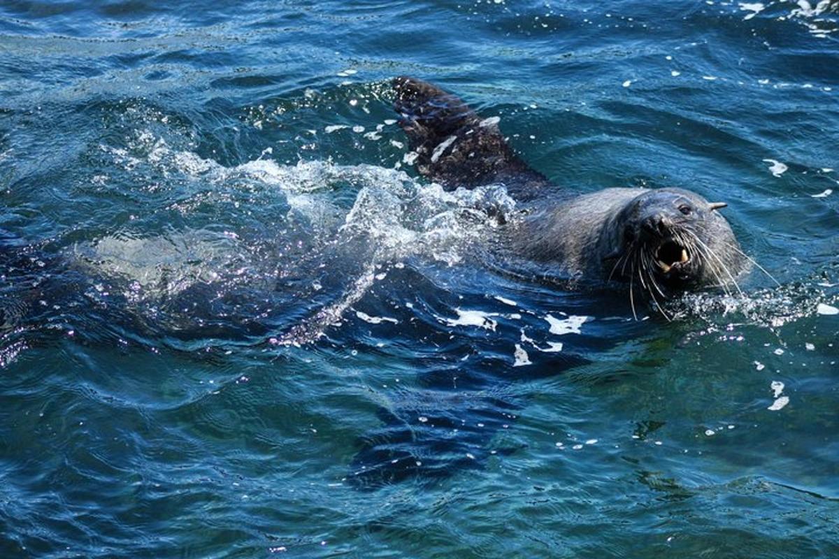 水中を泳ぐ海の動物