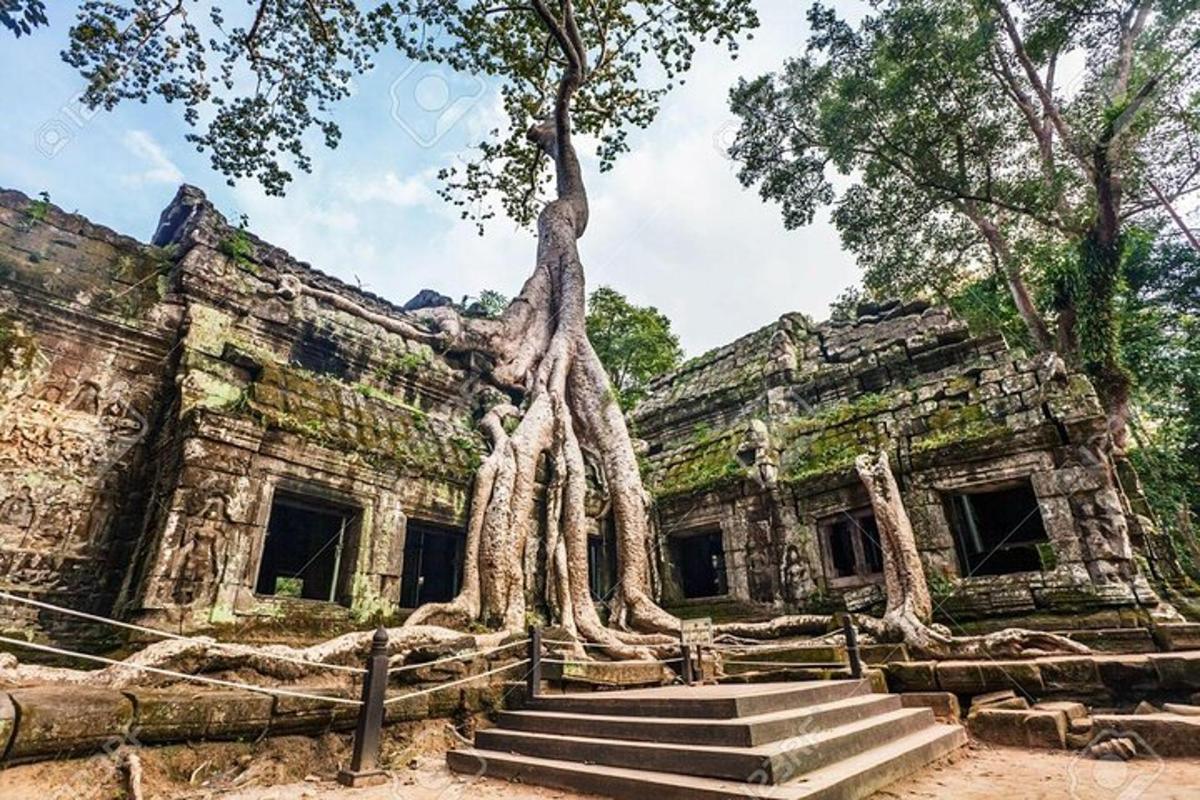 Un edificio con un árbol creciendo en él.