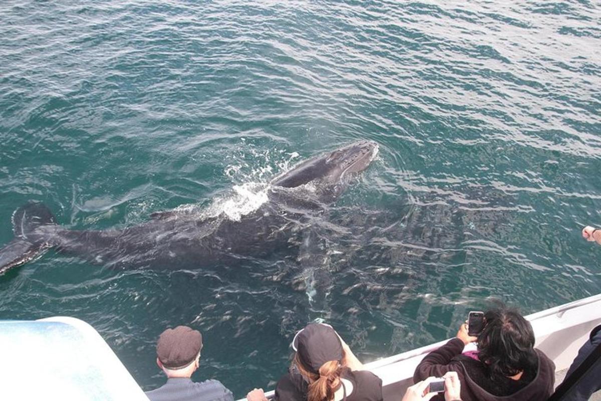 un grup de persones en un vaixell mirant una balena