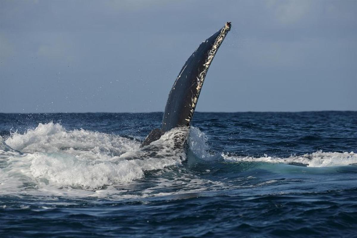 a dolphin sticking its tail out of the water