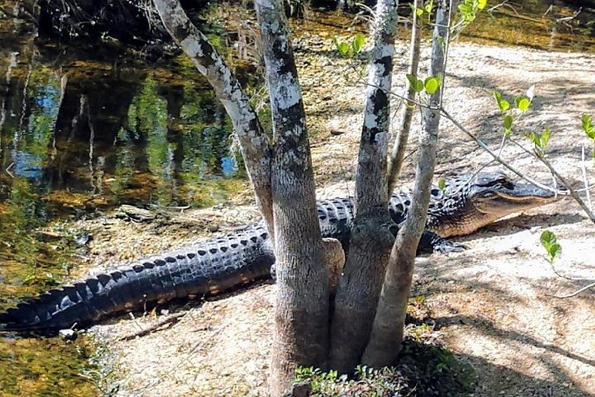 krokodill lamas maas puude kõrval