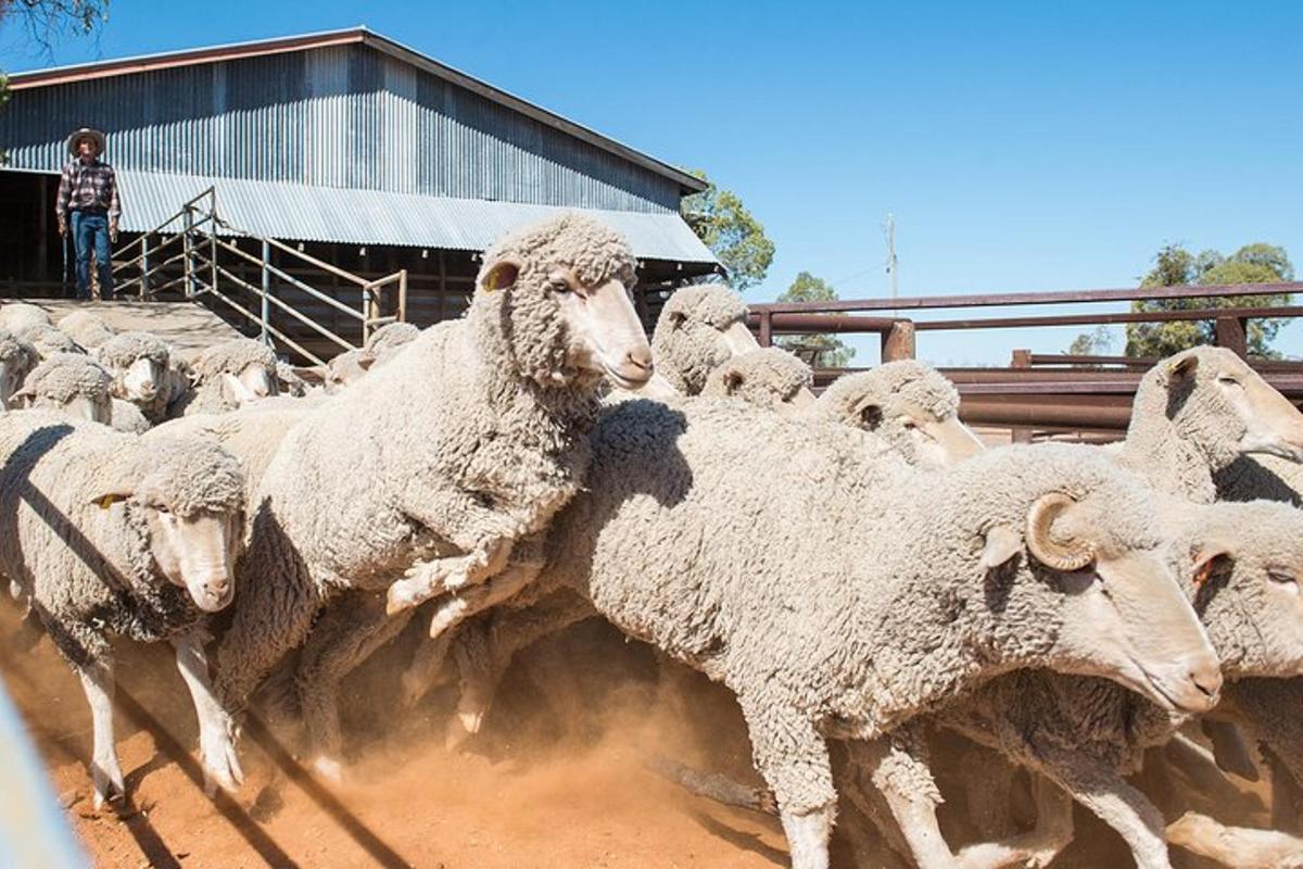 a herd of sheep standing in a pen